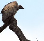 vulturepic_468x440