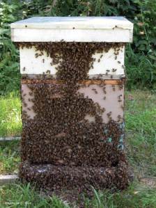 honey-bee-hive